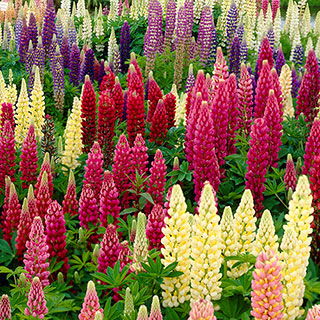 Lupin 'Russell Hybrids'