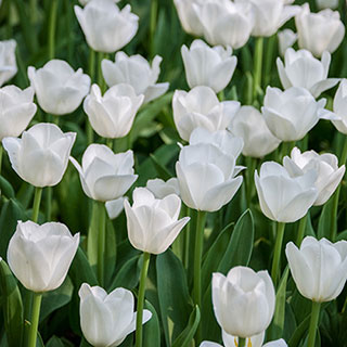 Tulip 'Triumph White'