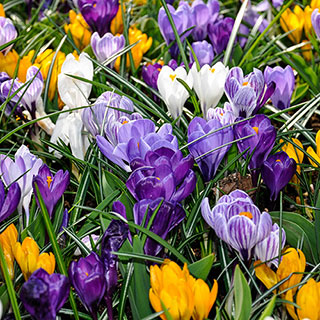 Crocus 'Large Flowered Mixed'
