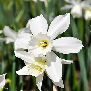 Narcissus 'Thalia'