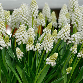 thumbnail interactive-video image 1 of YouGarden Muscari ‘Joyce Spirit’ Grape Hyacinth Bulbs – 50 Pack, Size 7/8, Spring Flowering, Easy-Grow Perennial 1 of 12