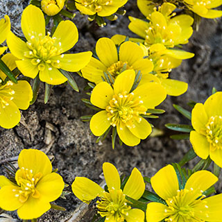 Eranthis Cilicica - Winter Aconites