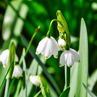 Leucojum aestivum 'Summer Snowflake'