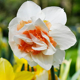 Daffodil 'Replete'