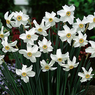 Daffodil 'Pheasant's Eye'