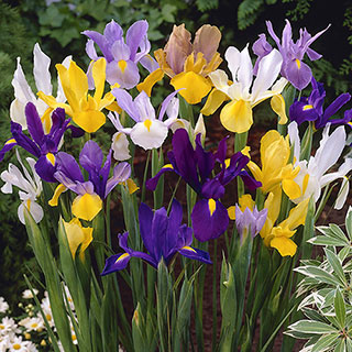 Dutch Iris Mix