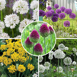 Allium Value Bulb Collection