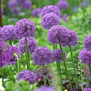 Allium 'Globemaster'
