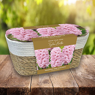 Fragrant Pink Hyacinth Indoor Wicker Basket