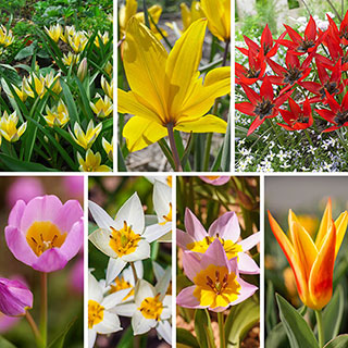 Hardy Tulips 'Rock Garden' Mix