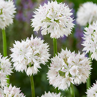 Allium 'Graceful Beauty'