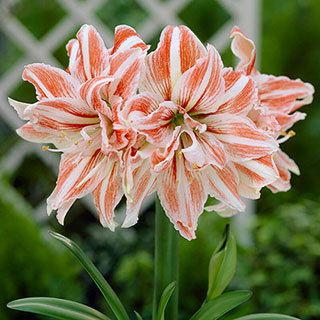Amaryllis 'Dancing Queen'
