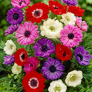 Anemone 'St Brigid' Mixed