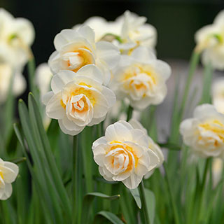 Narcissus 'Bridal Crown'