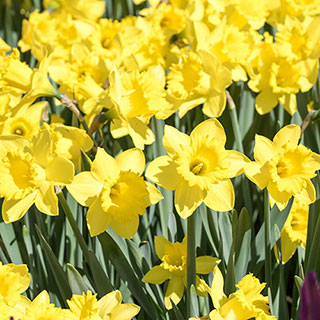 Narcissus 'Dutch Master'