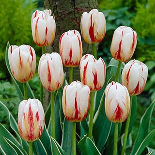 Tulip 'Happy Generation'