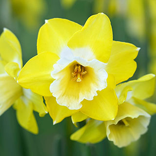 Daffodil 'Hunter Sunrise'