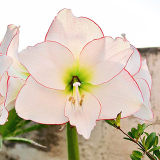 Amaryllis 'Picotee'