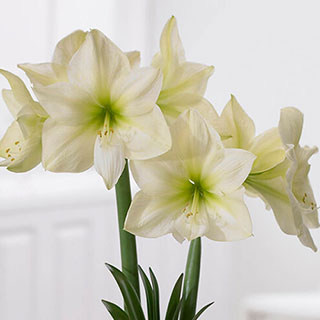 Amaryllis 'Lemon Star'