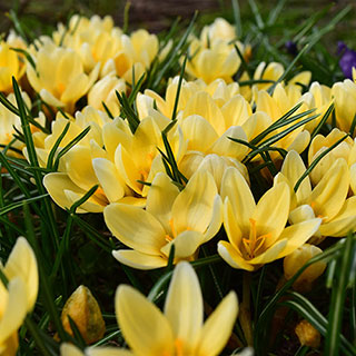 Crocus 'Cream Beauty'
