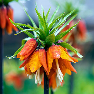 Fritillaria 'Rubra'