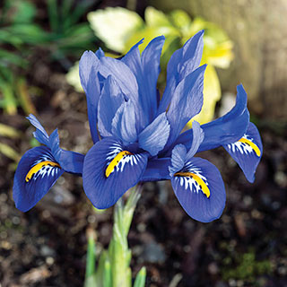 Iris 'Harmony'