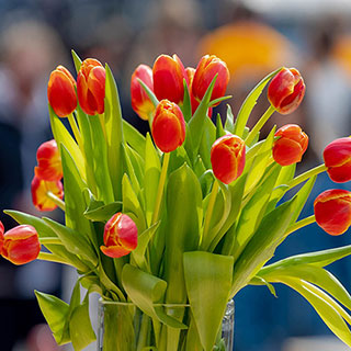 Tulip 'Queensday'