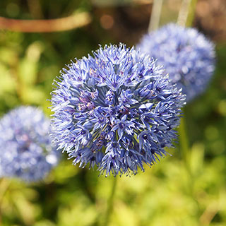 Blue Allium caeruleum