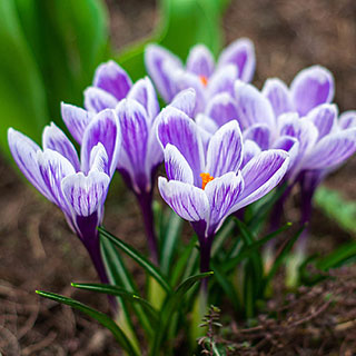 Crocus 'King of the Striped'