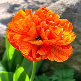 Tulip 'Sun Lover'