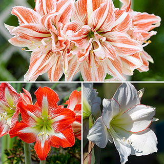 Amaryllis Bulb Collection