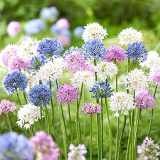 Mixed Allium Bulbs
