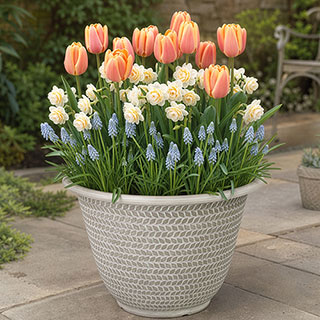 'Blush & Champagne' Luxury Bulb Lasagne Kit