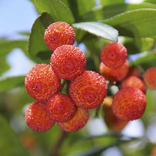 Strawberry Tree