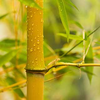 Yellow Groove Bamboo