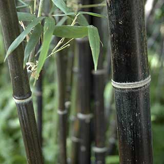 Black Bamboo