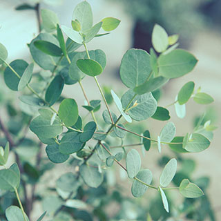 Eucalyptus 'Special Silver'
