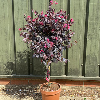 Loropetalum 'Black Pearl' Chinese Witch Hazel Standard