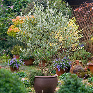 Classic Olive Tree