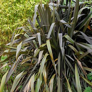 Phormium 'Purpureum'