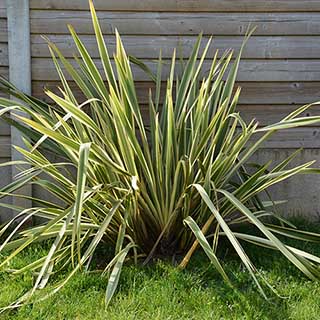 Phormium 'Variegatum'
