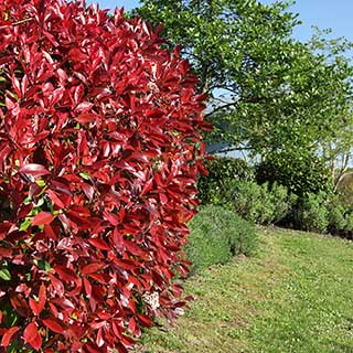 Photinia 'Red Robin'