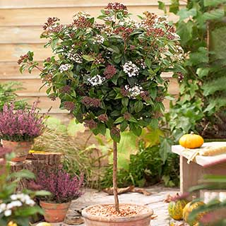 Viburnum 'Eve Price' Standard