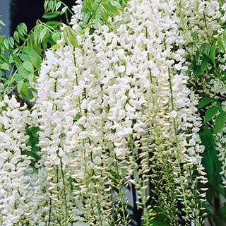 Wisteria sinensis White