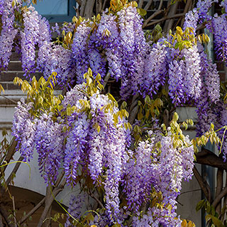 Wisteria floribunda 'Hon-beni'
