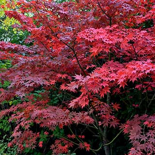 Acer 'Bloodgood'