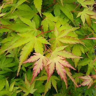 Acer 'Sango-kaku'