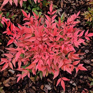 Nandina 'Obsessed'