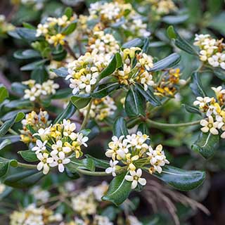 Pittosporum 'Nanum'