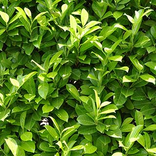 Cherry Laurel 'Novita'